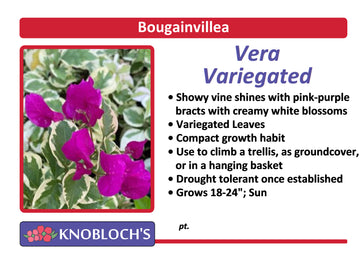 Bougainvillea - Vera Variegated