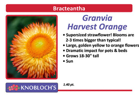 Strawflower (Bracteantha) - Granvia Harvest Orange