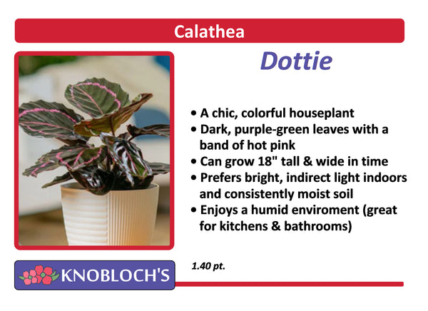 Calathea	 - Dottie