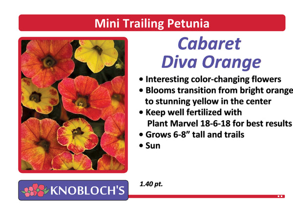 Petunia - Mini Trailing Cabaret Diva Orange