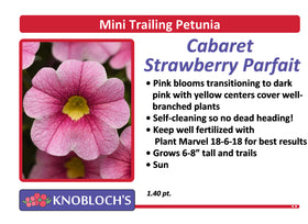 Petunia - Mini Trailing Cabaret Strawberry Parfait