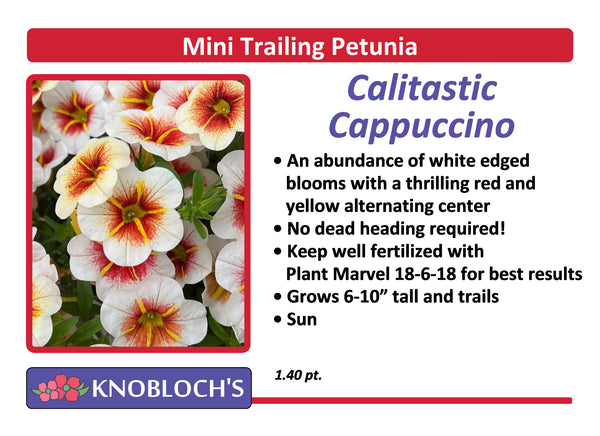 Petunia - Mini Trailing Calitastic	Cappuccino
