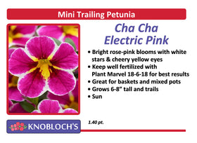 Petunia - Mini Trailing Cha-Cha Electric Pink