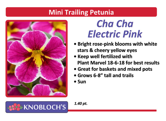 Petunia - Mini Trailing Cha-Cha Electric Pink