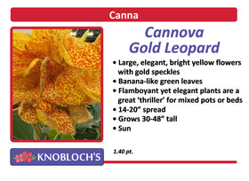 Canna - Cannova Gold Leopard
