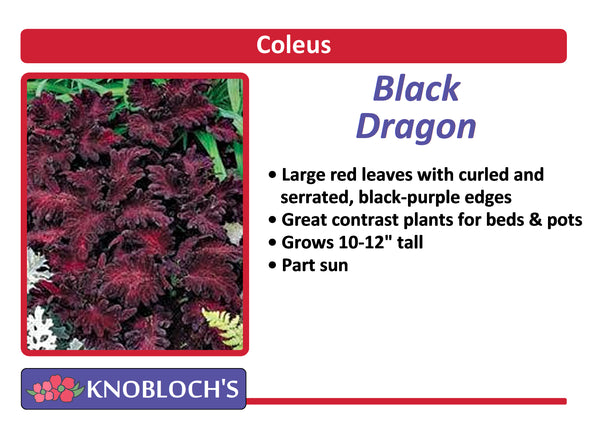 Coleus - Black Dragon (3 pk)