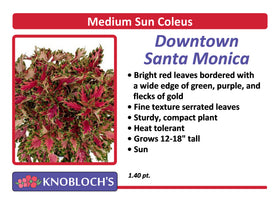 Coleus - Down Town Santa Monica