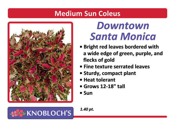 Coleus - Down Town Santa Monica
