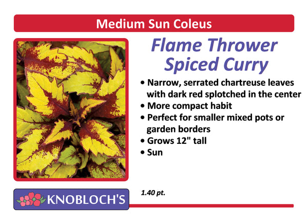Coleus - Flame Thrower Spiced Curry