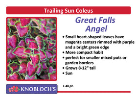 Coleus - Great Falls Angel