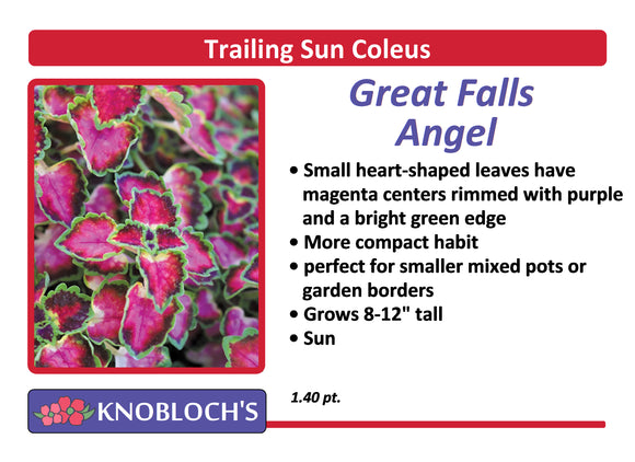Coleus - Great Falls Angel