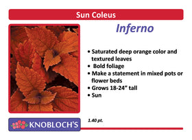 Coleus - Inferno