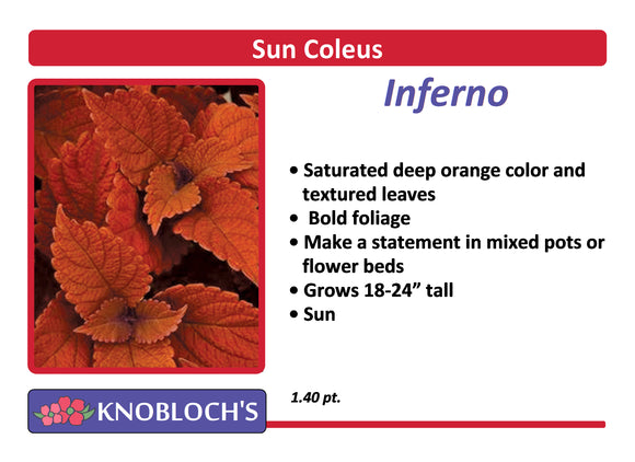 Coleus - Inferno