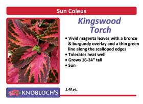 Coleus - Kingswood Torch