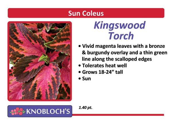 Coleus - Kingswood Torch
