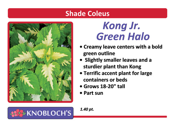 Coleus - Kong Jr. Green Halo