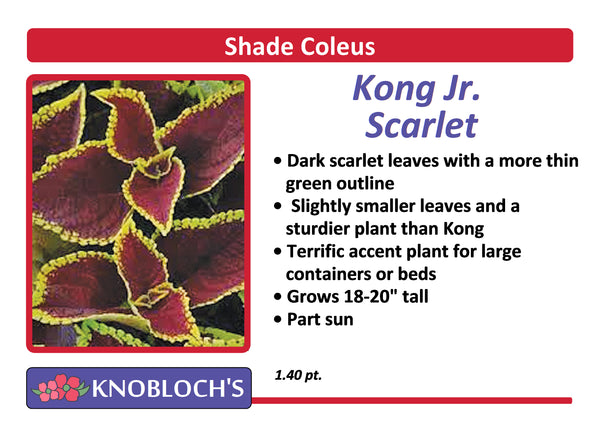 Coleus - Kong Jr. Scarlet