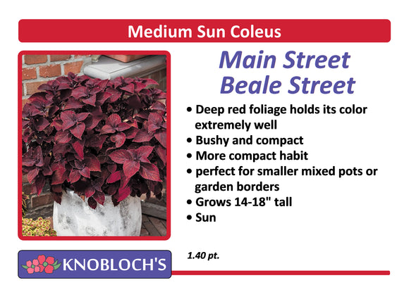 Coleus - Main Street Beale Street