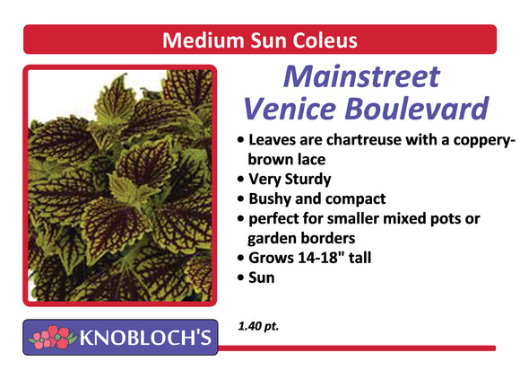Coleus - Main Street Venice Boulevard