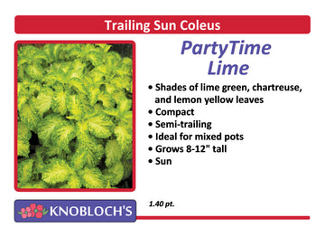 Coleus - Party Time Lime