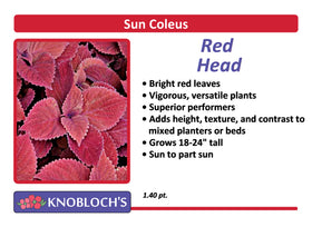 Coleus - Red Head
