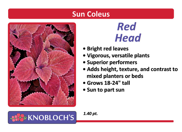 Coleus - Red Head