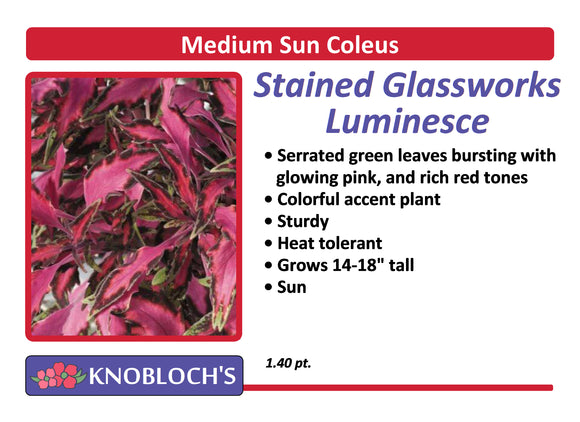 Coleus - Stained Glassworks Luminesce