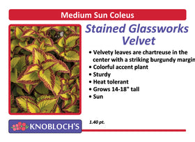 Coleus - Stained Glassworks Velvet