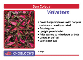 Coleus - Velveteen
