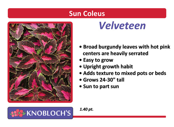 Coleus - Velveteen