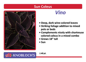 Coleus - Vino