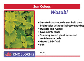 Coleus - Wasabi