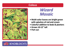 Coleus - Wizard Mosaic