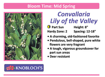 Convallaria - Lily of the Valley-Bordeaux