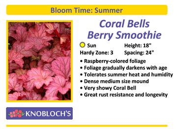 Coral Bells - Berry Smoothie