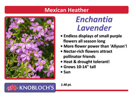Mexican Heather (Cuphea) - Enchantia Lavender