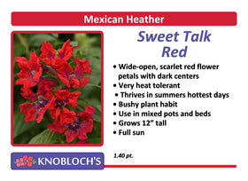 Mexican Heather (Cuphea) - Sweet Talk Red