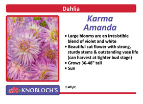 Dahlia  - Karma Amanda