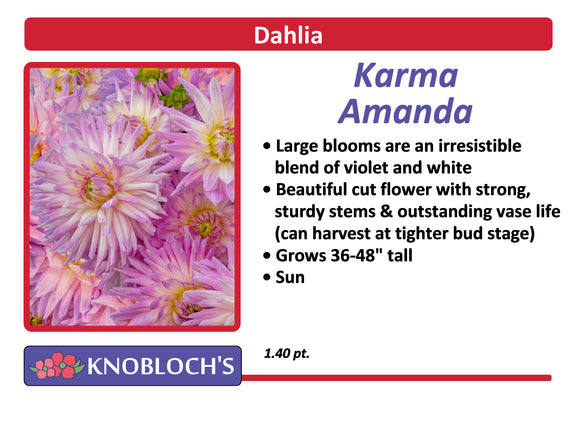 Dahlia  - Karma Amanda