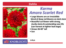 Dahlia  - Karma Amora Scarlet Red