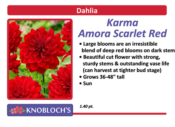 Dahlia  - Karma Amora Scarlet Red