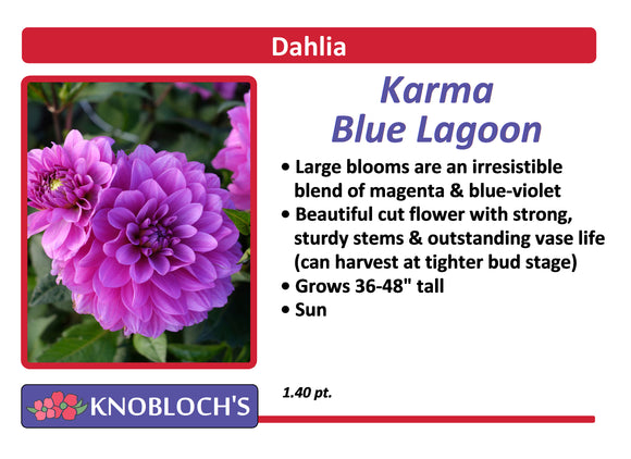 Dahlia  - Karma Blue Lagoon