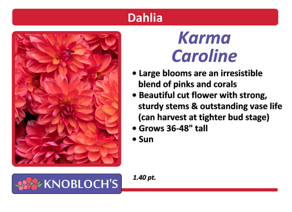 Dahlia  - Karma Caroline
