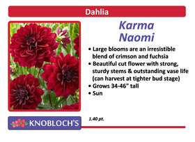Dahlia  - Karma Naomi