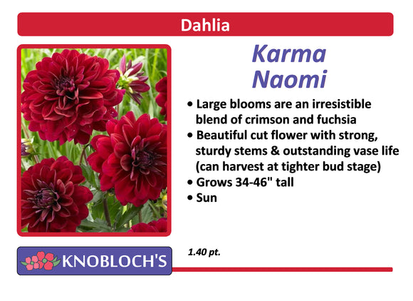 Dahlia  - Karma Naomi