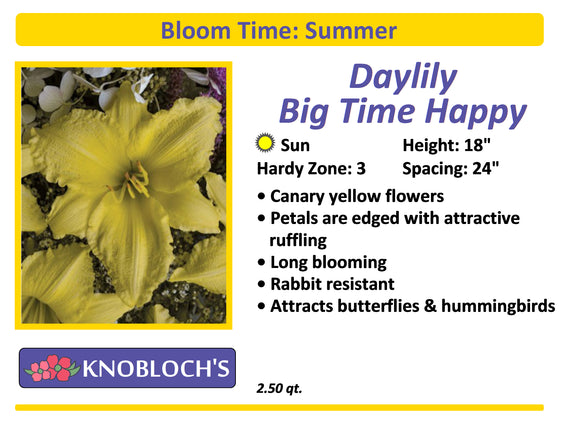 Daylily - Big Time Happy