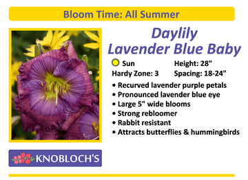Daylily - Lavender Blue Baby