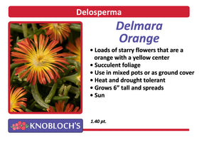 Ice Plant (Delosperma) - Delmara Orange