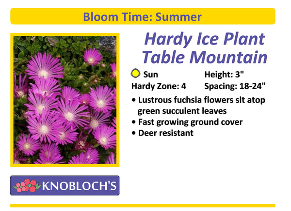Hardy Ice Plant - Table Mountain