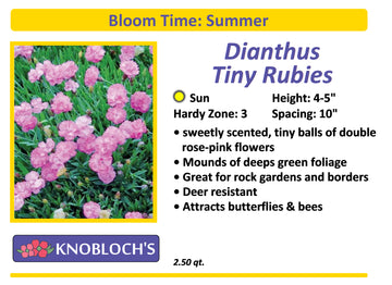 Dianthus - Tiny Rubies